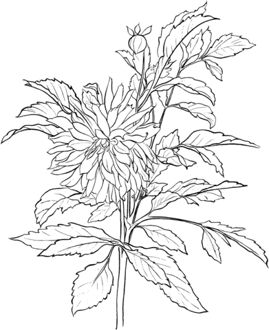 Dahlia 3 Coloring Page